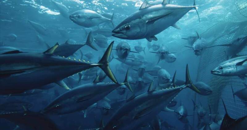 Seaspiracy: el polémico documental de Netflix que revela la cara más oscura de la pesca industrial